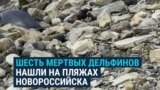 После разлива мазута в Черном море волонтеры находят мертвыми краснокнижных дельфинов 