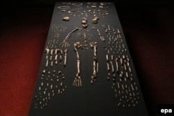 Скелет homo naledi